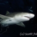 shark_lemon_tb_lbb_h_0611_bah0653.jpg